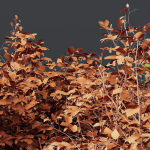 HQ Plants Cornus sanguinea