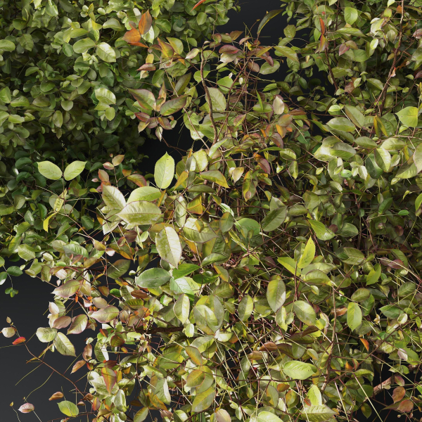 HQ Plants Cornus sanguinea