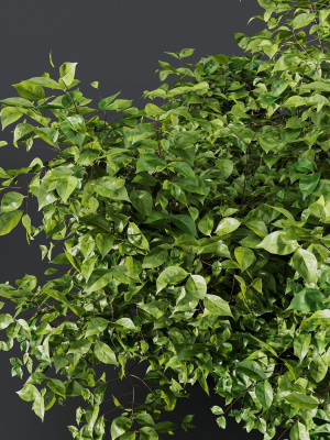 hq-plants-cotinus-coggygria-3d-model-d90cbe53fc