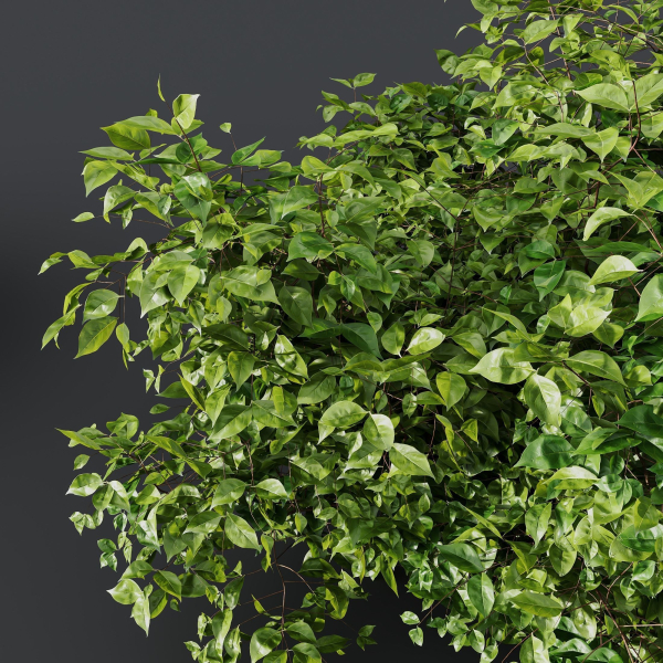 HQ Plants Cotinus coggygria