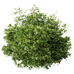 HQ Plants Cotinus coggygria