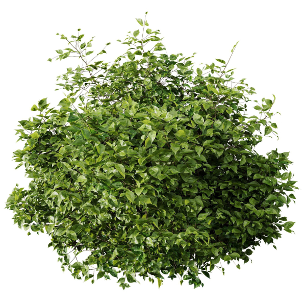 HQ Plants Cotinus coggygria
