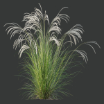 HQ Plants European Feather Stipa Pennata Grass