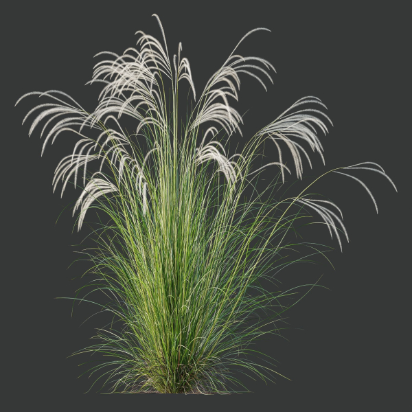 HQ Plants European Feather Stipa Pennata Grass
