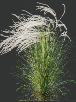 hq-plants-european-feather-stipa-pennata-grass-3d-model-5660dca939