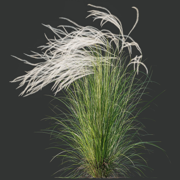 HQ Plants European Feather Stipa Pennata Grass