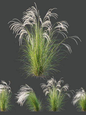 HQ Plants European Feather Stipa Pennata Grass