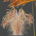 HQ Plants European Feather Stipa Pennata Grass