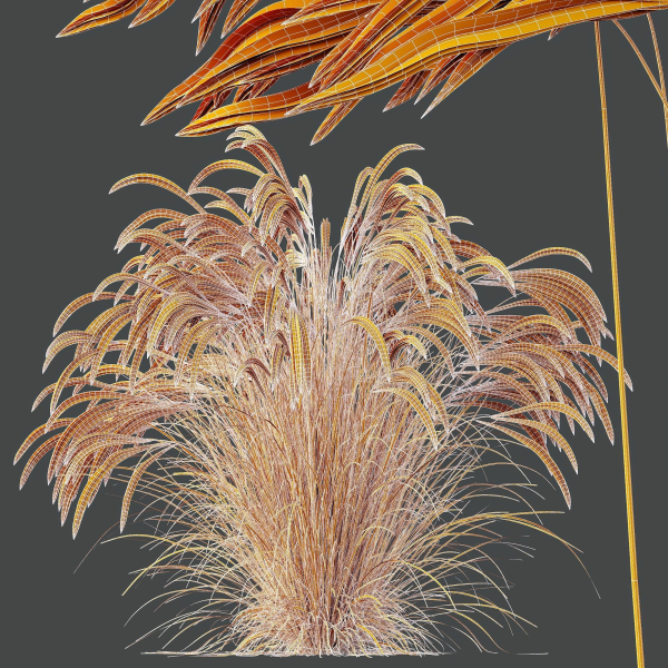 HQ Plants European Feather Stipa Pennata Grass