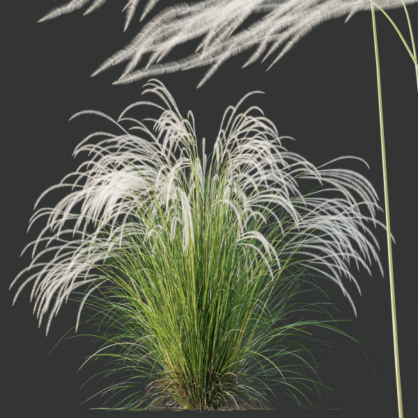 HQ Plants European Feather Stipa Pennata Grass