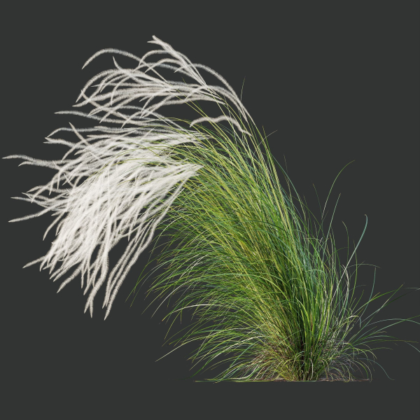 HQ Plants European Feather Stipa Pennata Grass