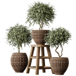 HQ Plants Mission Olive Tree Indoor Vase Set004