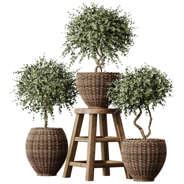HQ Plants Mission Olive Tree Indoor Vase Set004