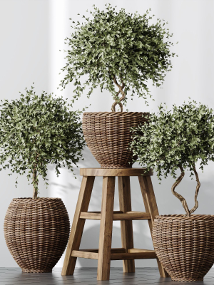 HQ Plants Mission Olive Tree Indoor Vase Set004
