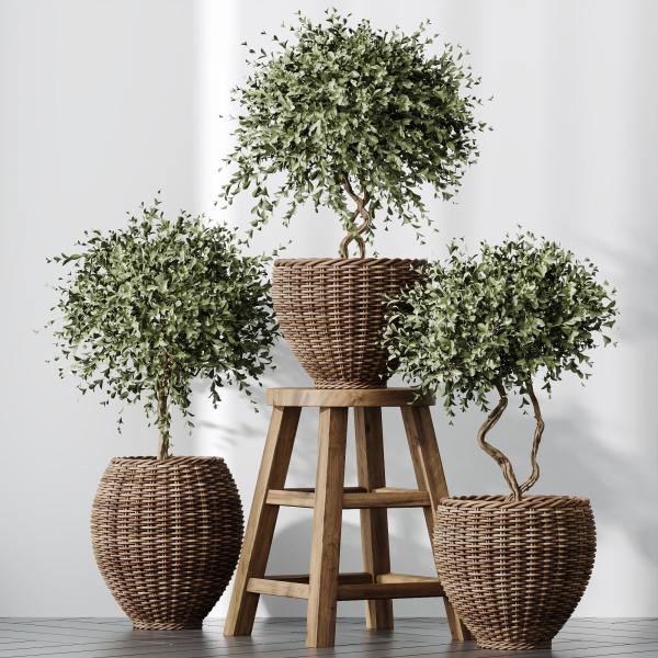 HQ Plants Mission Olive Tree Indoor Vase Set004