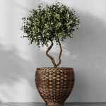 HQ Plants Mission Olive Tree Indoor Vase Set004