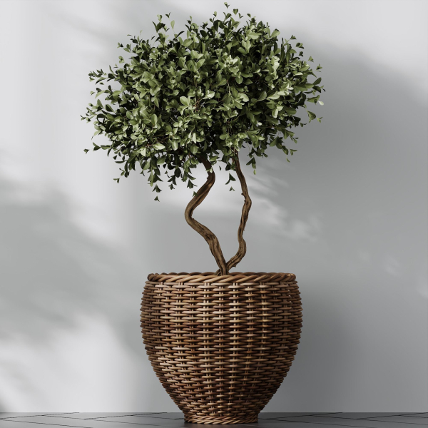 HQ Plants Mission Olive Tree Indoor Vase Set004
