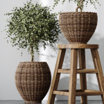 HQ Plants Mission Olive Tree Indoor Vase Set004