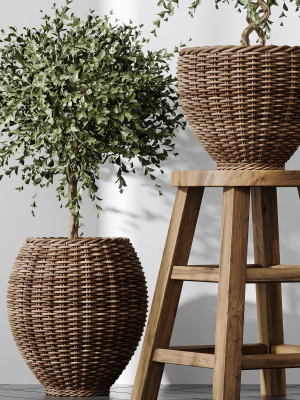 hq-plants-mission-olive-tree-indoor-vase-set004-3d-model-9b6cd44c19