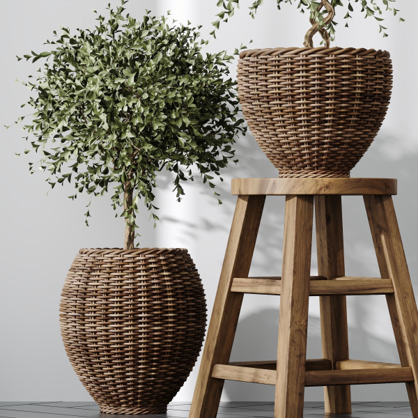 HQ Plants Mission Olive Tree Indoor Vase Set004