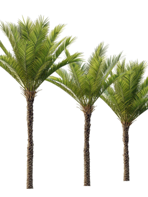 HQ Plants Phoenix Dactylifera Date Jurassic Palm Tree