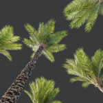 HQ Plants Phoenix Dactylifera Date Jurassic Palm Tree