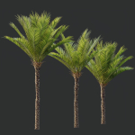 HQ Plants Phoenix Dactylifera Date Jurassic Palm Tree