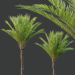 HQ Plants Phoenix Dactylifera Date Jurassic Palm Tree