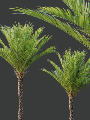 hq-plants-phoenix-dactylifera-date-jurassic-palm-tree-3d-model-f96784347a