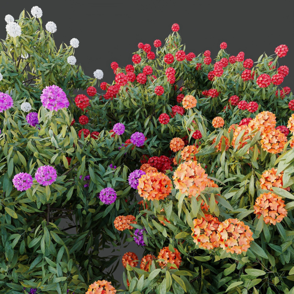 HQ Plants Rhododendron Shrub Arboreum Bush