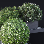 HQ Tree and bush garden box outdoor VOL 06