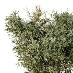 HQ Tree and bush garden box outdoor VOL 16