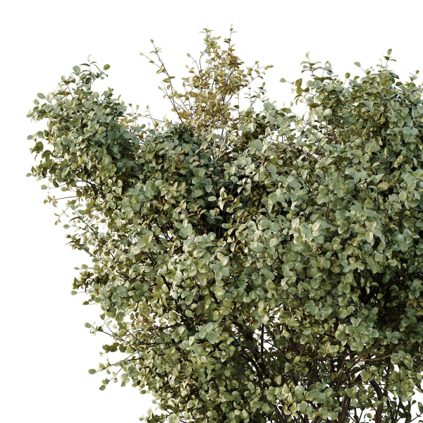 HQ Tree and bush garden box outdoor VOL 16