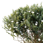 HQ Tree and bush garden box outdoor VOL 21