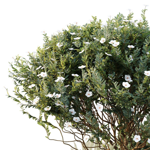 HQ Tree and bush garden box outdoor VOL 21