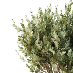 HQ Tree and bush garden box outdoor VOL 22