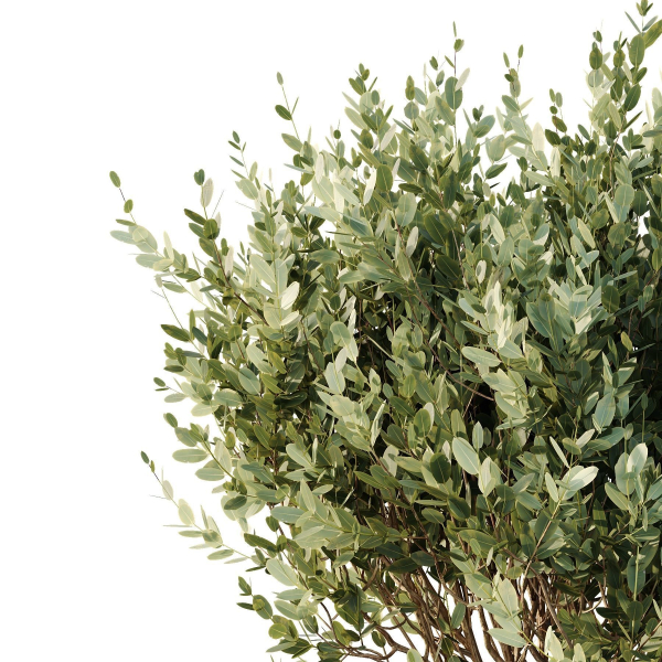 HQ Tree and bush garden box outdoor VOL 22