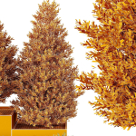HQ Tree and bush garden box outdoor VOL 27