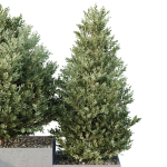 HQ Tree and bush garden box outdoor VOL 27