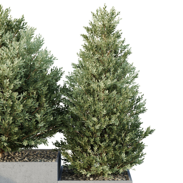 HQ Tree and bush garden box outdoor VOL 27