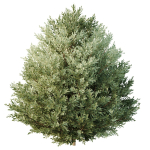 HQ Tree and bush garden box outdoor VOL 27