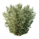 HQ Tree and bush garden box outdoor VOL 27