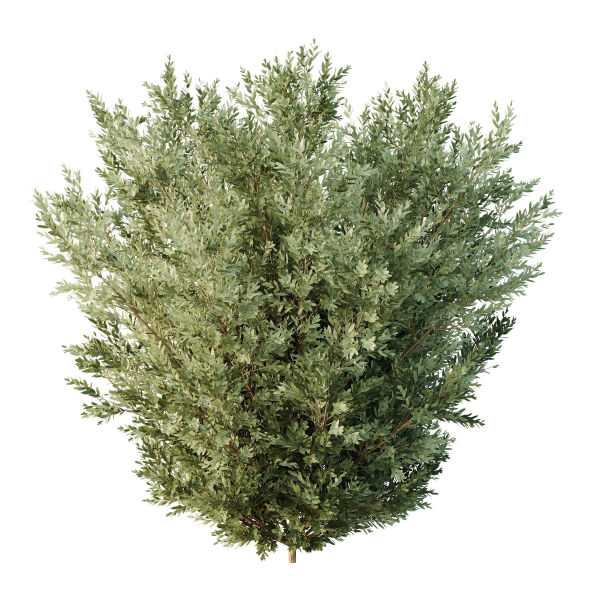 HQ Tree and bush garden box outdoor VOL 27