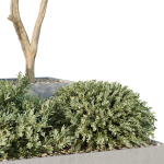 HQ Tree and bush garden box outdoor VOL 29