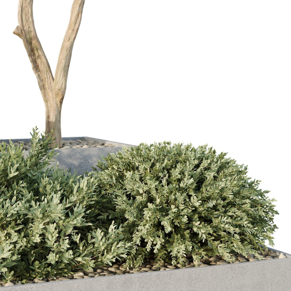 HQ Tree and bush garden box outdoor VOL 29
