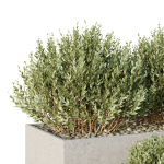 HQ Tree and bush garden box outdoor VOL 29