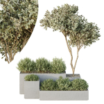 HQ Tree and bush garden box outdoor VOL 29