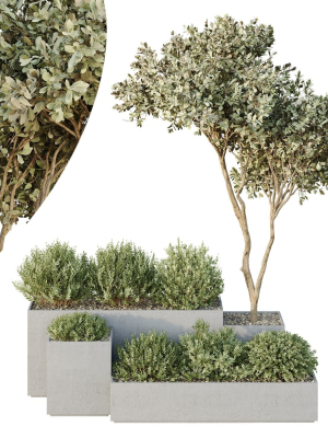 HQ Tree and bush garden box outdoor VOL 29