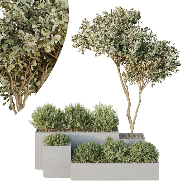HQ Tree and bush garden box outdoor VOL 29