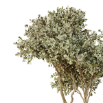 HQ Tree and bush garden box outdoor VOL 29